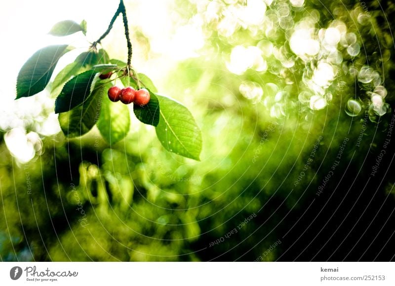 Mon Chérie in Rohform Lebensmittel Frucht Kirsche Umwelt Natur Pflanze Sonne Sonnenlicht Sommer Schönes Wetter Baum Blatt Grünpflanze Nutzpflanze Kirschbaum