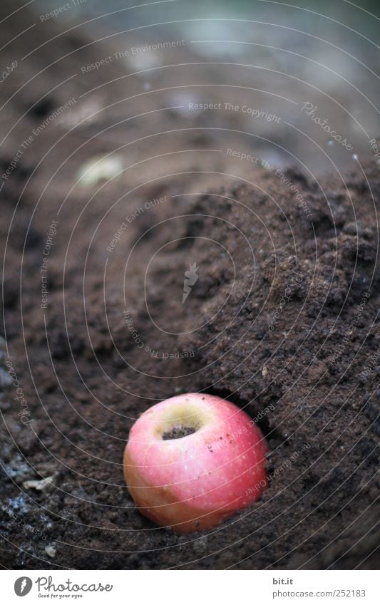 [CHAMANSÜLZ] Apfel-Kaffee-Kompost Frucht Ernährung Umwelt Natur Garten natürlich nerdig rund braun rot Verfall Vergänglichkeit Wandel & Veränderung Erde