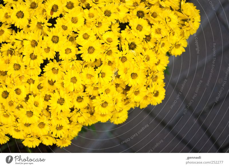 Gelb Pflanze Frühling Sommer Blume Blüte Duft frisch gelb Farbfoto Außenaufnahme Detailaufnahme Menschenleer Textfreiraum rechts Tag Sonnenlicht