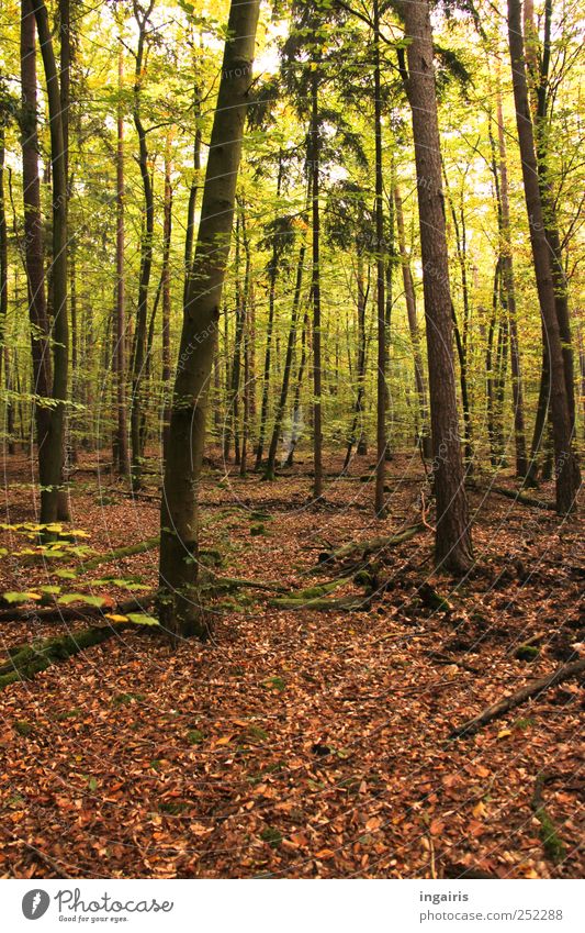 Streifzug durch die Natur Freizeit & Hobby Ausflug wandern Umwelt Landschaft Pflanze Erde Sommer Herbst Baum Gras Moos Blatt Wald genießen träumen Stimmung