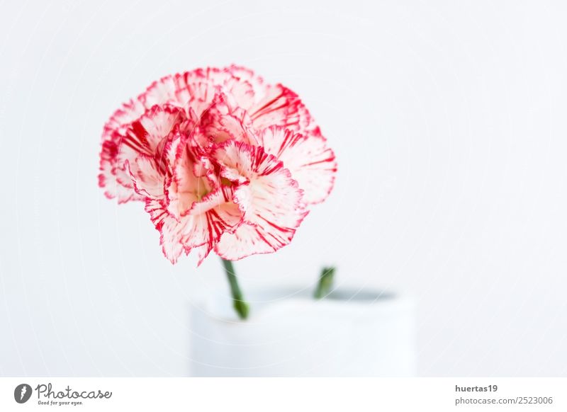 Blumenstrauß mit spanischen Blumen Leben Dekoration & Verzierung Natur Pflanze authentisch Freundlichkeit Fröhlichkeit weiß Gefühle Liebe bunte Blumen