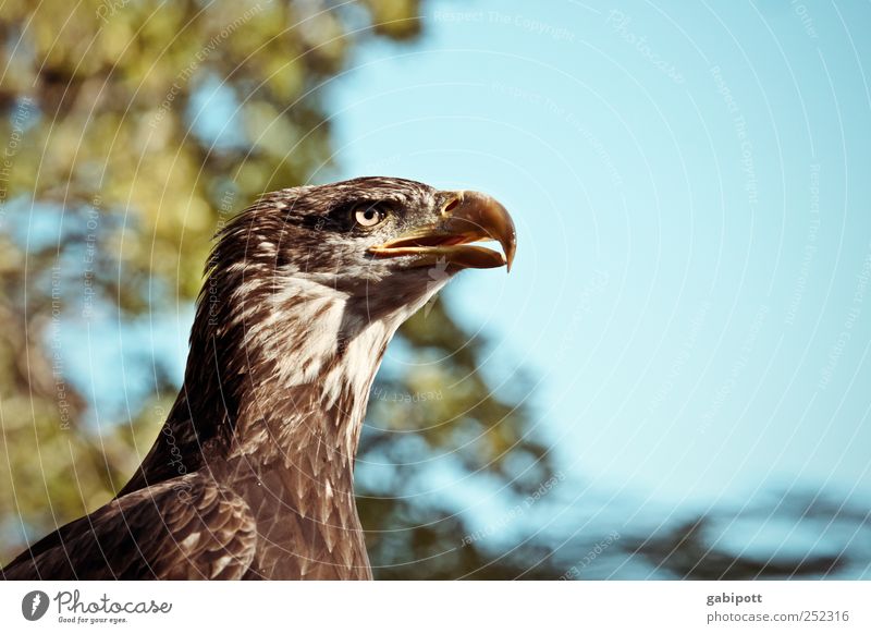 wachsam Umwelt Natur Himmel Tier Wildtier Vogel Tiergesicht Adler Schnabel Auge 1 beobachten ästhetisch außergewöhnlich elegant blau braun selbstbewußt Erfolg