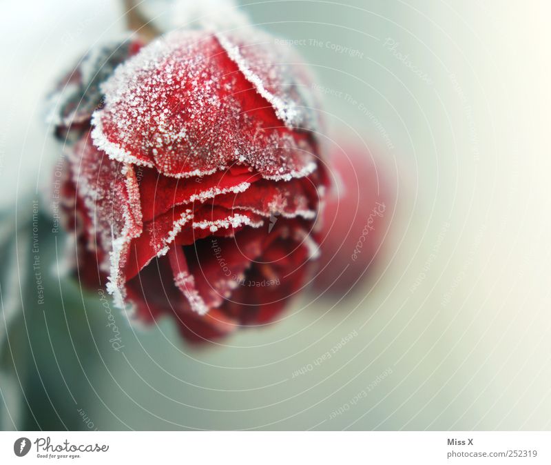 frozen Herbst Winter schlechtes Wetter Eis Frost Rose Blatt Blüte frieren kalt Ende Verfall Vergänglichkeit Raureif Schneekristall Rosenblätter Rosenblüte rot