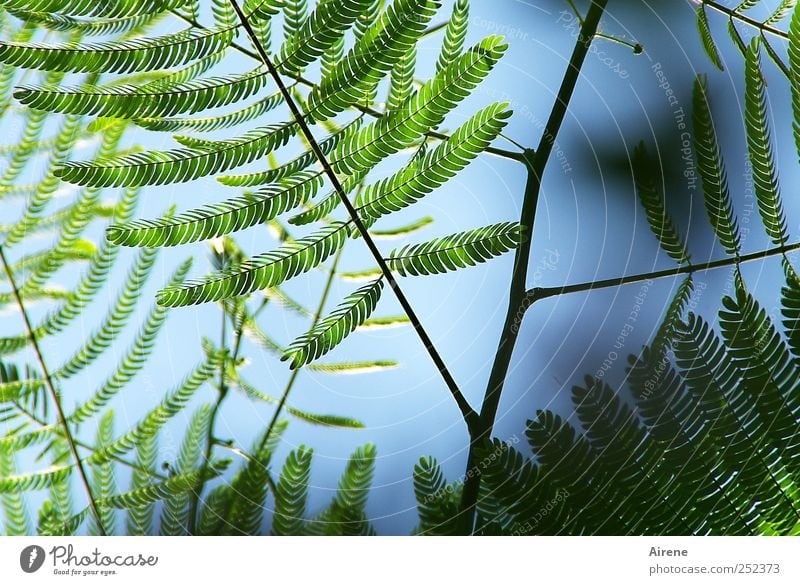 Sensibelchen Umwelt Natur Pflanze Himmel Blatt Grünpflanze Sträucher Zweig Mimose Mimosengewächse Wachstum blau grün sensibel zierlich zart wehleidig