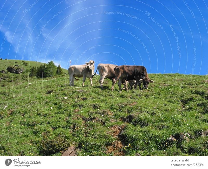 Drei Kühe und ein Himmel der blau macht Kuh Bulle Gras Weide