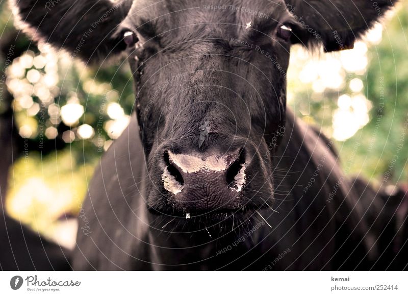 [CHAMANSÜLZ 2011] Triefendes Tier Nutztier Tiergesicht Fell Kuh Rind Nüstern Nase Auge glänzend groß nass schwarz beeindruckend forsch tropfend triefend