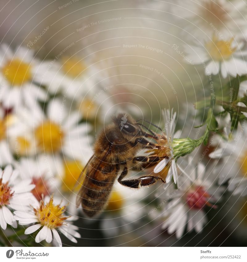 angedockt an eine Aster Astern anders anzapfen Biene leicht Leichtigkeit herbstlich Blume Duft Herbstgarten andocken Fressen krabbeln weiß Herbstbeginn