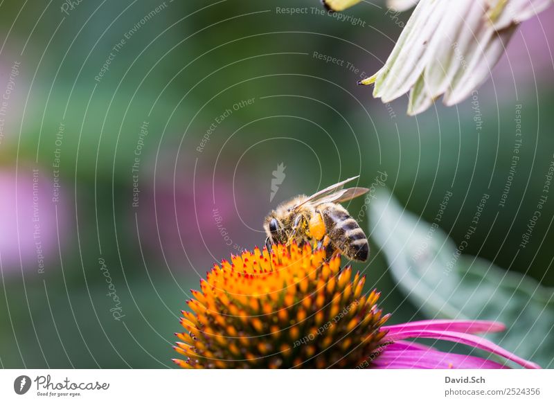 Biene auf einer Blüte Natur Pflanze Tier Blume Wildtier Flügel Behaarung Insekt Arbeit & Erwerbstätigkeit berühren Fressen krabbeln nah gelb grün violett orange