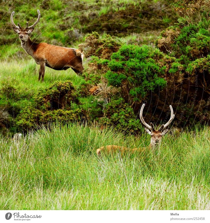 Moin. Umwelt Natur Landschaft Pflanze Tier Gras Wiese Wildtier Rothirsch Hirsche Horn 2 Blick stehen frei natürlich wild Neugier Highlands Schottland Farbfoto