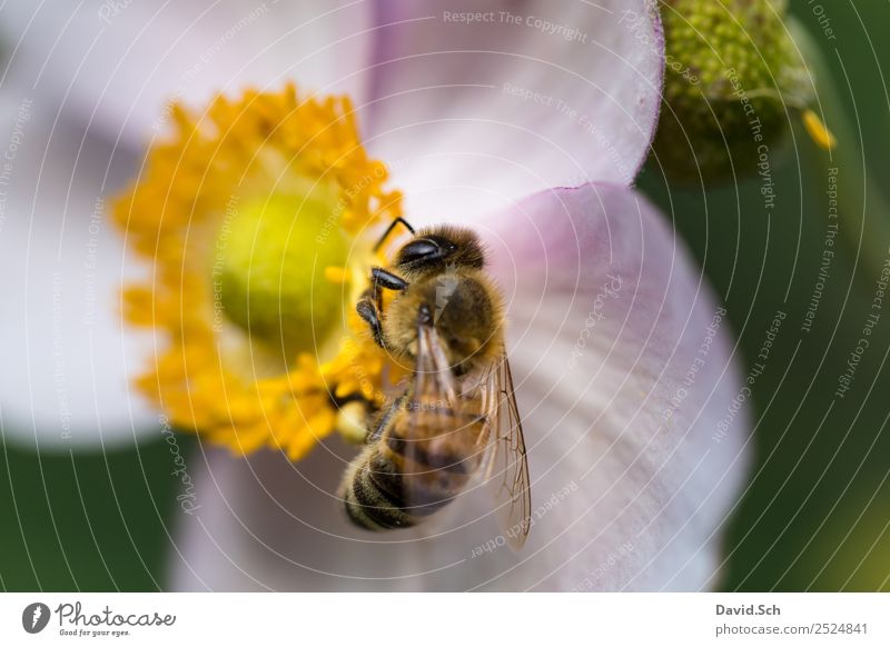 Biene auf einer Blüte Natur Tier Blume Wildtier Tiergesicht Flügel Behaarung Insekt 1 Arbeit & Erwerbstätigkeit berühren Fressen hängen nah gelb grün violett