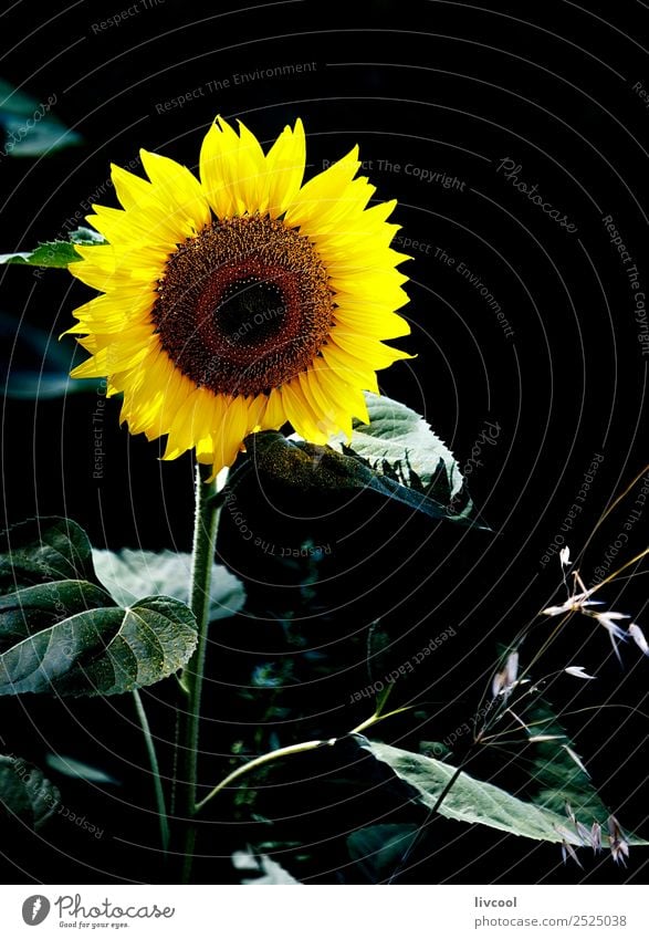 Sonnenblume im Dunkeln Glück schön Sommer Natur Landschaft Pflanze Wolken Blume Blatt Feld Hügel Dorf außergewöhnlich einzigartig gelb grün schwarz August