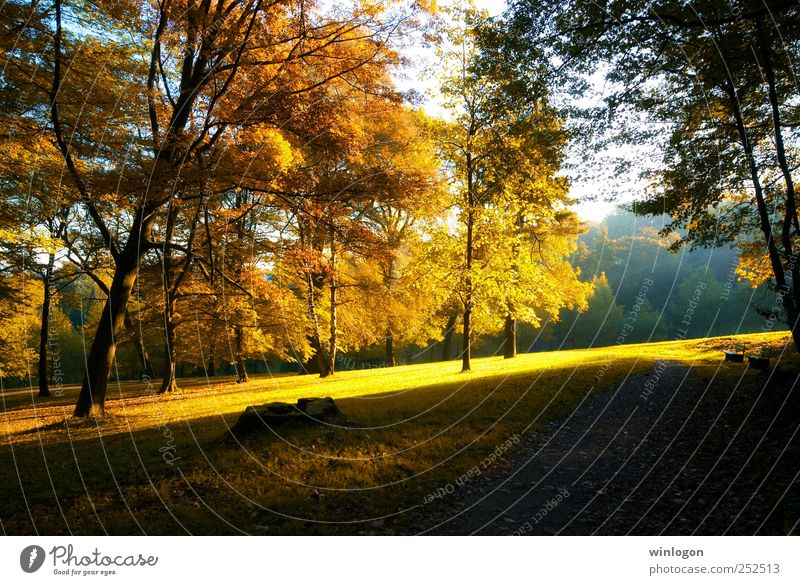 autumn glow Umwelt Natur Landschaft Pflanze Sonne Sonnenlicht Herbst Baum Gras Blatt Wald Park Herbstlaub herbstlich Herbstlandschaft schön gelb