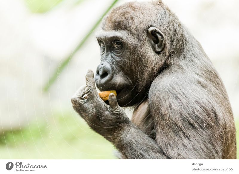 Nahaufnahme eines Gorillas, der bei Tageslicht Obst isst. Gesicht Berge u. Gebirge Zoo Natur Tier Park Wald Urwald Pelzmantel Wildtier 1 natürlich stark wild