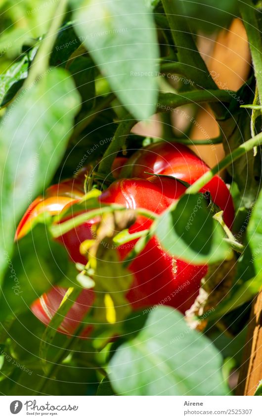 Verstecken gilt nicht! Gemüse Salat Salatbeilage Tomate Biologische Landwirtschaft Rohkost Bioprodukte Sommer Nutzpflanze Tomatenplantage Garten Gemüsegarten