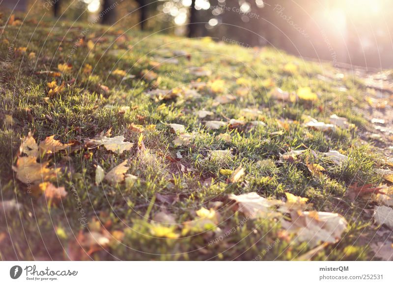 Herbstsonne. Umwelt Natur Landschaft ästhetisch Herbstlaub herbstlich Herbstbeginn Herbstfärbung Herbstwald Herbstwetter Herbstlandschaft Herbstwind Blatt Rasen