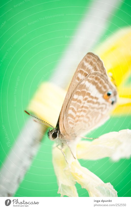 ...wieder keine Blüte Umwelt Natur Tier Artenschutz Wildtier Schmetterling Insekt Metall Kunststoff fliegen warten elegant grün Appetit & Hunger Sehnsucht