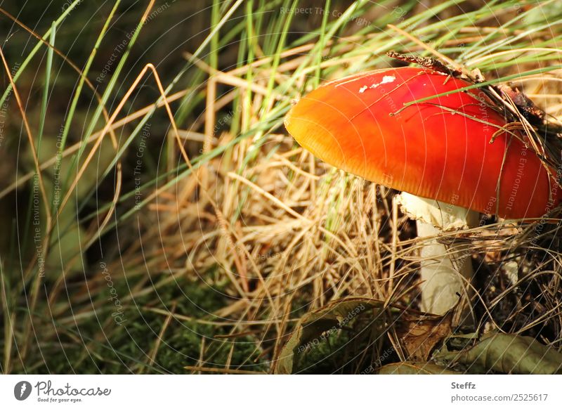 Rotkappchen Natur Herbst Ein Lizenzfreies Stock Foto Von Photocase