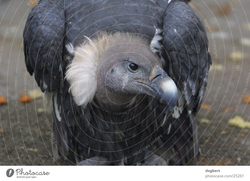 Pleitegeier Geier Aasfresser geizig böse Zoo Köln Tier Vogel Wüste Sahara