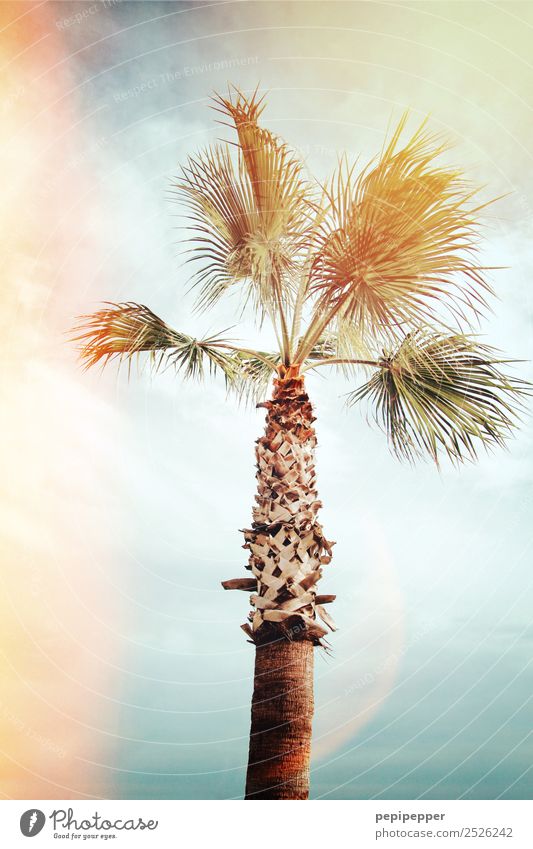 Palme Ferien & Urlaub & Reisen Tourismus Ausflug Abenteuer Ferne Sommer Strand Meer Natur Pflanze Himmel Wolken Wind Baum Küste Holz Bewegung exotisch türkis