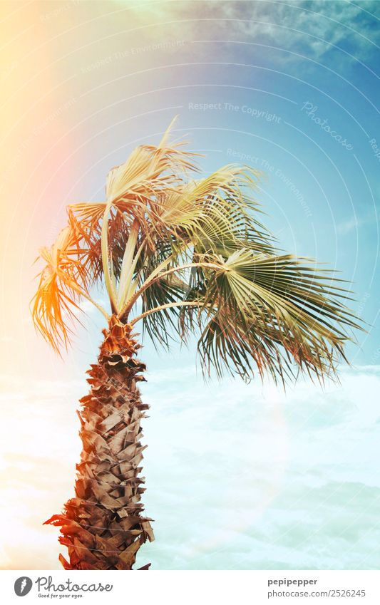 Palme Ferien & Urlaub & Reisen Tourismus Ausflug Sommer Sommerurlaub Umwelt Natur Pflanze Himmel Sonne Sonnenaufgang Sonnenuntergang Schönes Wetter Baum Küste