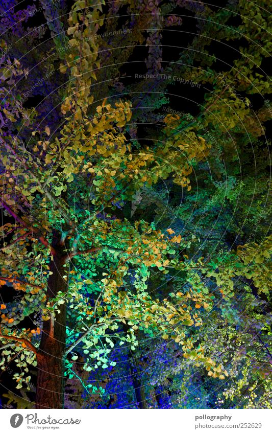 Photosynthese Natur Landschaft Herbst Pflanze Baum Blatt Park Berlin Blühend Blätterdach mehrfarbig grün blau leuchten leuchtend grün leuchtende Farben