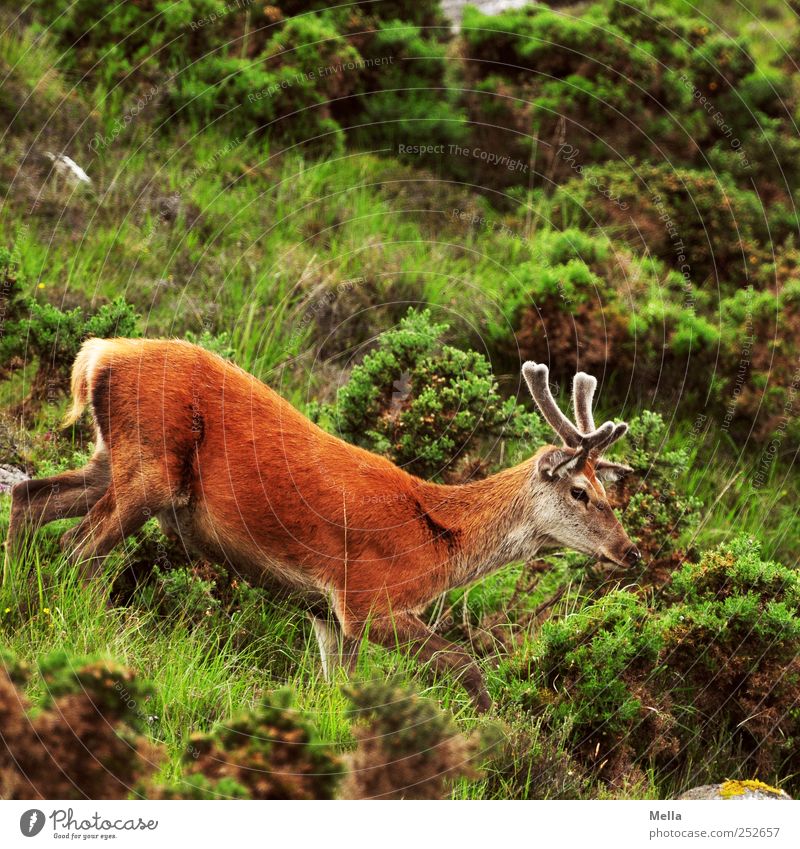 Steil bergab Umwelt Natur Tier Gras Sträucher Wiese Hügel Berge u. Gebirge Wildtier Hirsche Rothirsch Bleßwild Horn 1 gehen frei natürlich Freiheit Schottland