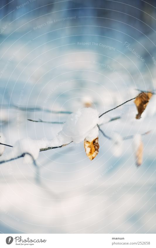 kalt Natur Winter Eis Frost Schnee Blatt Zweige u. Äste authentisch hell natürlich blau weiß ruhig Farbfoto Außenaufnahme Menschenleer Textfreiraum oben