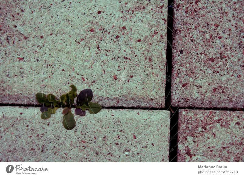 Durchkommen Pflanze Terrasse Wachstum mehrfarbig grün violett rosa Löwenzahn Betonplatte Fuge Kreuz Spalte Licht Schatten Lebenskraft durchdringen Natur