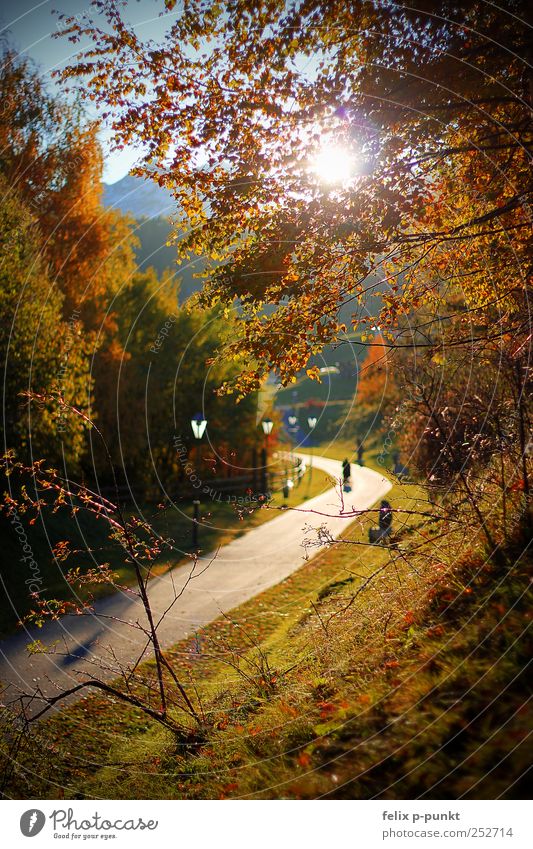 falling leaves Kunst Umwelt Natur Sonnenlicht Herbst Schönes Wetter Park Wald Berge u. Gebirge Schneebedeckte Gipfel Wege & Pfade Gefühle Zufriedenheit