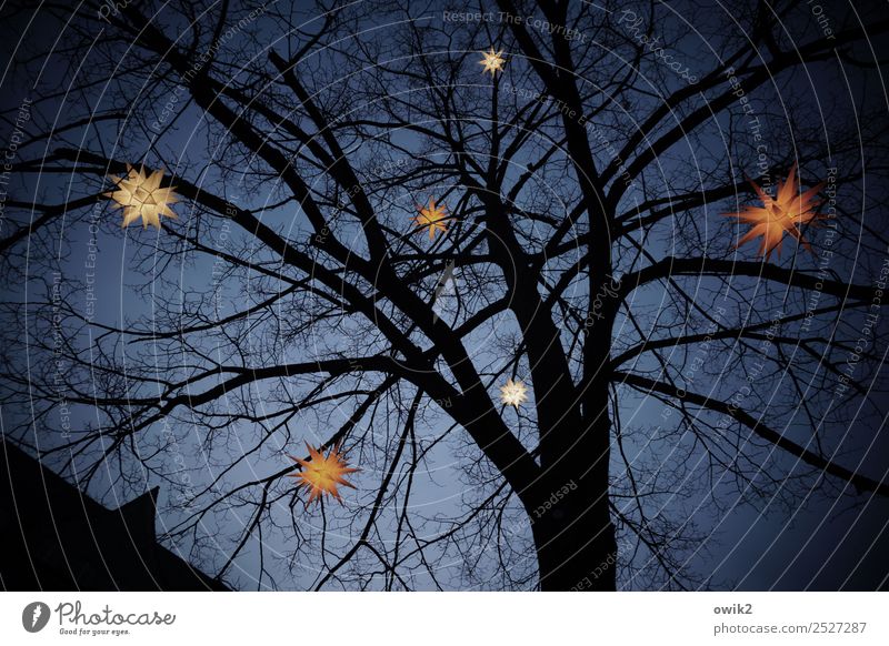 Sternenhimmel Wolkenloser Himmel Winter Baum hängen leuchten dunkel oben Weihnachten & Advent Herrnhuter Sterne Stern (Symbol) Zweige u. Äste festlich Farbfoto