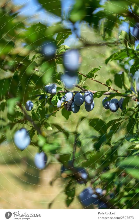 #S# Pflaumenbaum Lebensmittel Frucht Glück Bioprodukte Gesunde Ernährung Landwirtschaft violett Baum Garten reif Ernte lecker süß viele Tradition heimisch