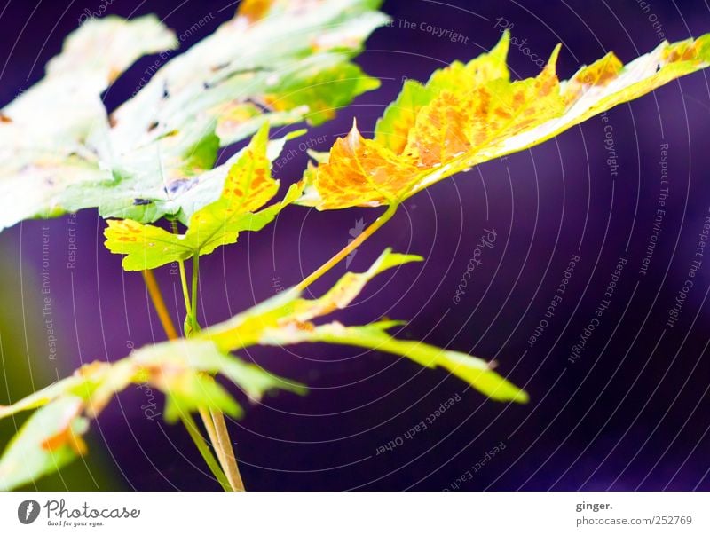 Goldviolettrostrotgrüner Herbst [CHAMANSÜLZ 2011] Umwelt Natur Pflanze Sonne Baum Blatt Grünpflanze Wachstum Beleuchtung leuchten hell dunkel Ahorn Ahornblatt