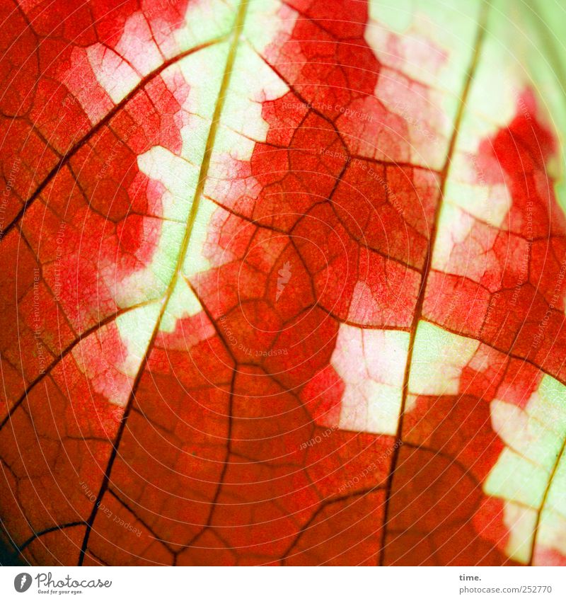 Lebenslinien #33 Herbst Blatt leuchten gelb grün rot Tod Wandel & Veränderung Färbung verwittert glühen Oberfläche Oberflächenstruktur Farbfoto Außenaufnahme