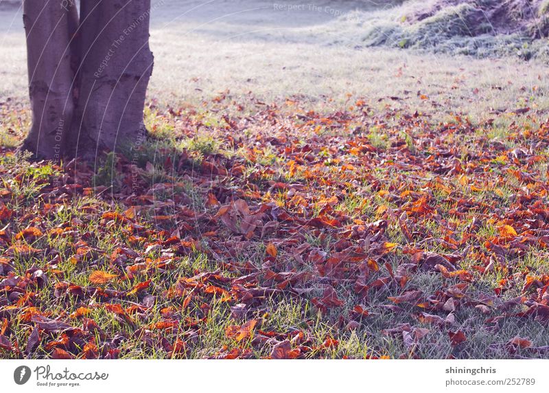 the awakening Natur Landschaft Herbst Winter Eis Frost Baum Herbstlaub Park frieren glänzend mehrfarbig ruhig Sehnsucht Einsamkeit Beginn Ewigkeit geheimnisvoll