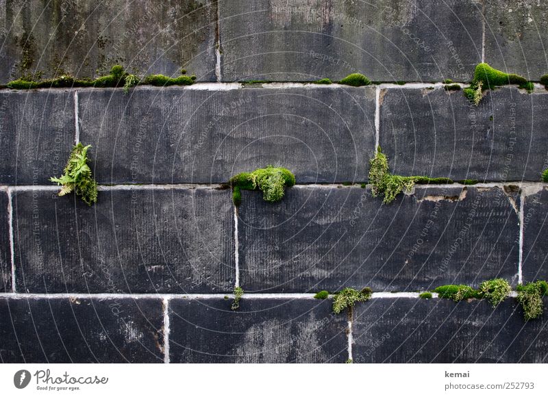 Mörtel und Moos Umwelt Pflanze Grünpflanze Wildpflanze Mauer Wand Stein Wachstum dunkel grau grün hervorquellen Renaturisierung gemauert Farbfoto