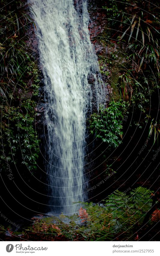 Nullachtfünfzehn / es läuft und läuft.... der Wasserfall im Urwald,  in Binna Barra- Queensland / Australia Umwelt Natur Pflanze Sommer Schönes Wetter