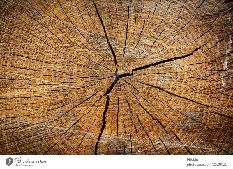 Querschnitt Durch Das Holz Eines Baumstamms Mit Jahresringen Und Rissen Nahaufnahme Ein Lizenzfreies Stock Foto Von Photocase