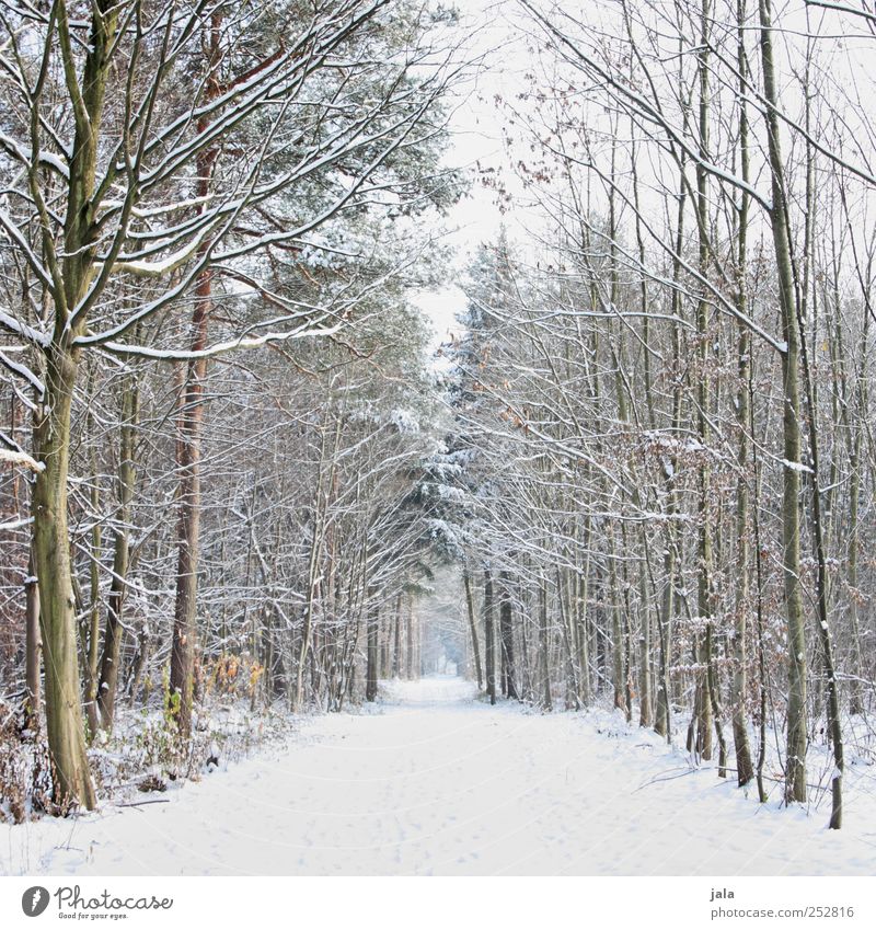 bald... Umwelt Natur Landschaft Pflanze Himmel Winter Schnee Baum Wald Wege & Pfade natürlich braun schwarz weiß Farbfoto Außenaufnahme Menschenleer Tag