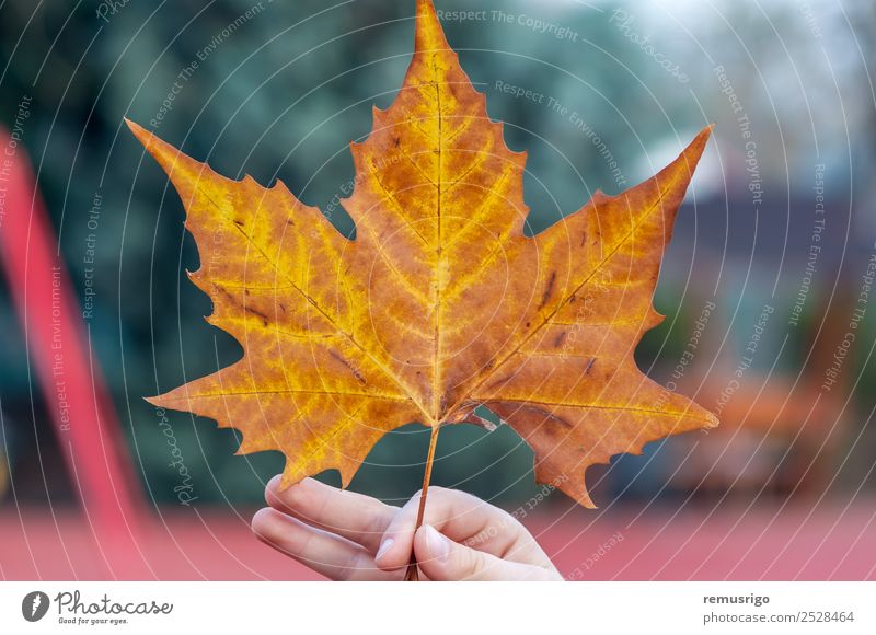 Hand hält ein Blatt fest Natur Pflanze Herbst Wetter Regen Baum Park Farbe Rumänien Timisoara Jahreszeiten Frühling Konsistenz Farbfoto Außenaufnahme
