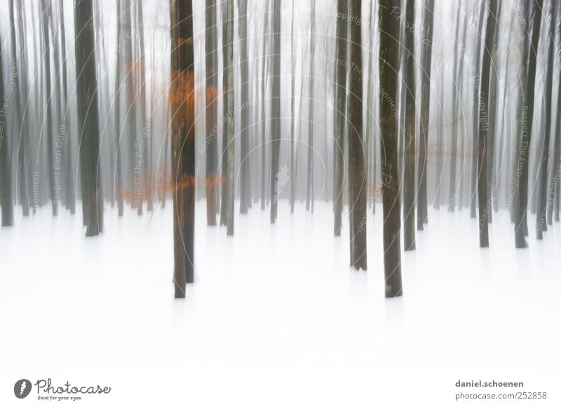 bewegter Winterwald vom letzten Jahr Schnee Berge u. Gebirge Natur Baum Wald weiß abstrakt Schwarzwald Gedeckte Farben Textfreiraum unten Bewegungsunschärfe
