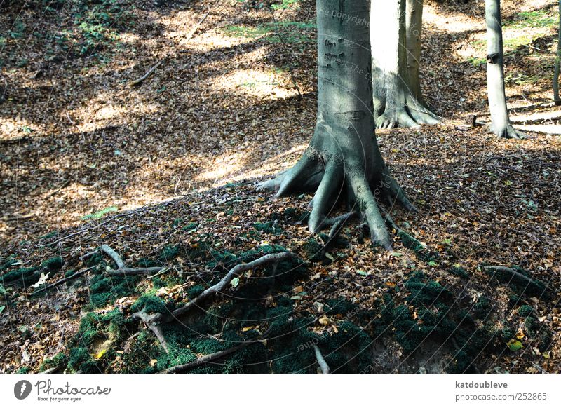 la forêt Pflanze Erde Herbst Schönes Wetter Baum Moos Wildpflanze Wald Wege & Pfade alt atmen beobachten Bewegung entdecken festhalten frieren gehen genießen