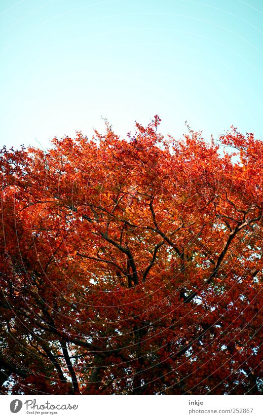 Rotbuche im Herbst Umwelt Natur Pflanze Himmel Schönes Wetter Baum Baumkrone Buche Garten Park stehen leuchten Wachstum groß hoch schön natürlich oben wild rot
