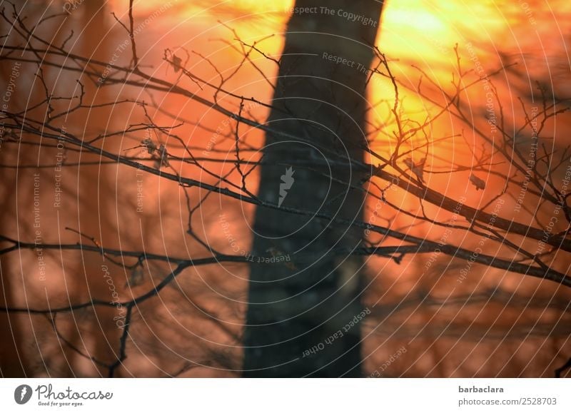 herausragend | Baum im Abendlicht Landschaft Pflanze Urelemente Sonne Herbst Winter Schönes Wetter Sträucher Wald genießen leuchten hell Wärme gold Gefühle