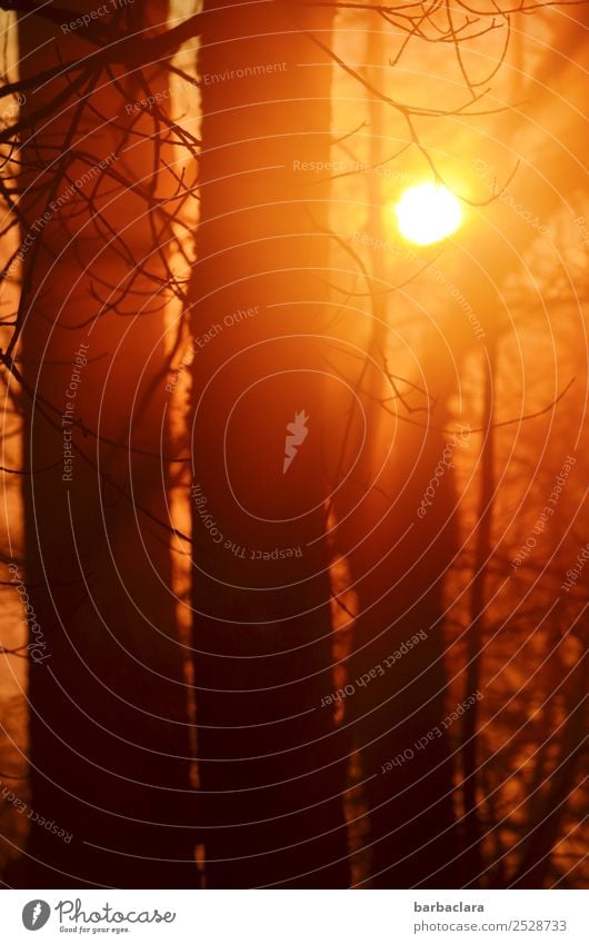 Emotion | goldenes Abendlicht Natur Landschaft Sonne Herbst Baum Wald genießen leuchten Wärme Gefühle Stimmung Zufriedenheit Lebensfreude Energie Erholung Klima