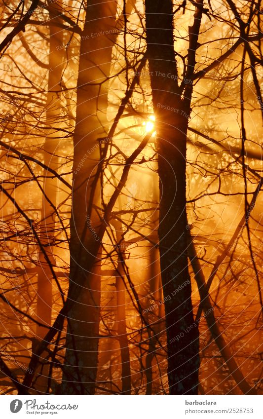 goldenes Abendlicht im Herbst Landschaft Pflanze Urelemente Sonne Schönes Wetter Baum Sträucher Zweige u. Äste Wald leuchten Wärme Gefühle Stimmung