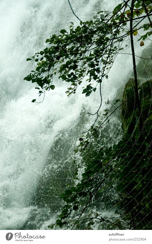 Kein Wasserfall Umwelt Natur Pflanze dunkel laut Wasserkraftwerk Wassermassen stürzend fallen tosend nass Baum Ast Blatt Felsen Gischt Farbfoto Außenaufnahme