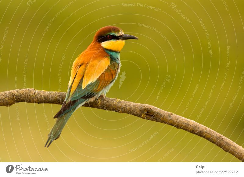 Kleiner Vogel, der auf einem Ast mit schönem Gefieder steht. exotisch Freiheit Natur Tier Biene glänzend füttern hell wild blau gelb grün rot weiß Farbe