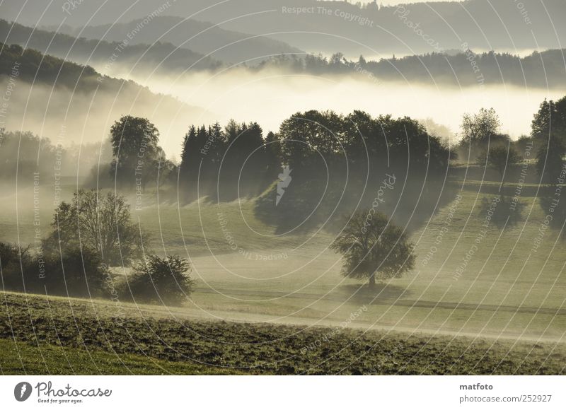 Frühnebel Landschaft Sonnenlicht Herbst Schönes Wetter Nebel Baum Wald Menschenleer Erholung Gefühle Natur Farbfoto Außenaufnahme Morgen Schatten Sonnenstrahlen