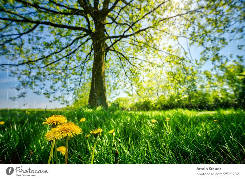 Blümchen mit großem Bruder Freude Sommer Umwelt Natur Landschaft Tier Erde Wolkenloser Himmel Frühling Schönes Wetter Pflanze Baum Blume Löwenzahn Gras Park