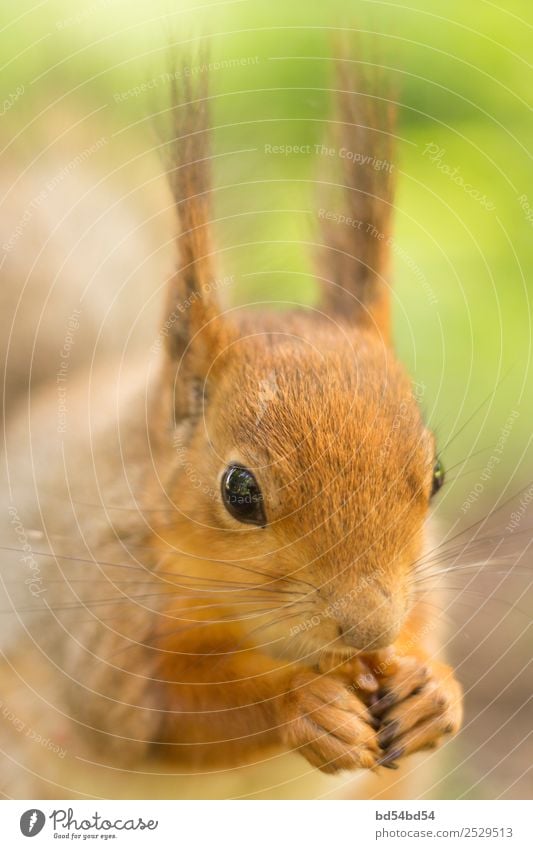 Das rote Eichhörnchen frisst eine Nuss. Eichhörnchen im Sommer auf der Straße. Schönes Tier im Park. Eichhörnchen Porträt. Natur Säugetier Nagetiere niedlich